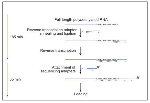 Starting from either total RNA or a poly(A)-enriched (poly(A)+) sample, adapters are ligated onto the RNA strand before a second complementary DNA (cDNA) strand is synthesised during reverse transcription. The cDNA strand is not sequenced but helps increase the sequencing output of native RNA molecules. Sequencing adapters are then attached to the RNA-cDNA hybrid.