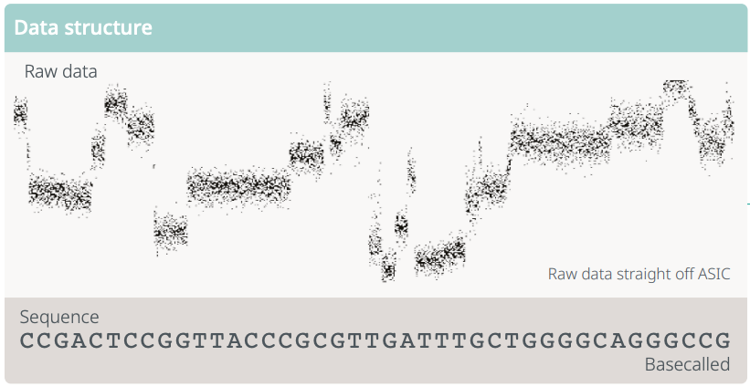 RNA passes through a nanopore, emitting an electrical signal. Machine learning algorithms are then used to convert the electrical signal into a sequence of RNA bases. This process is called basecalling.